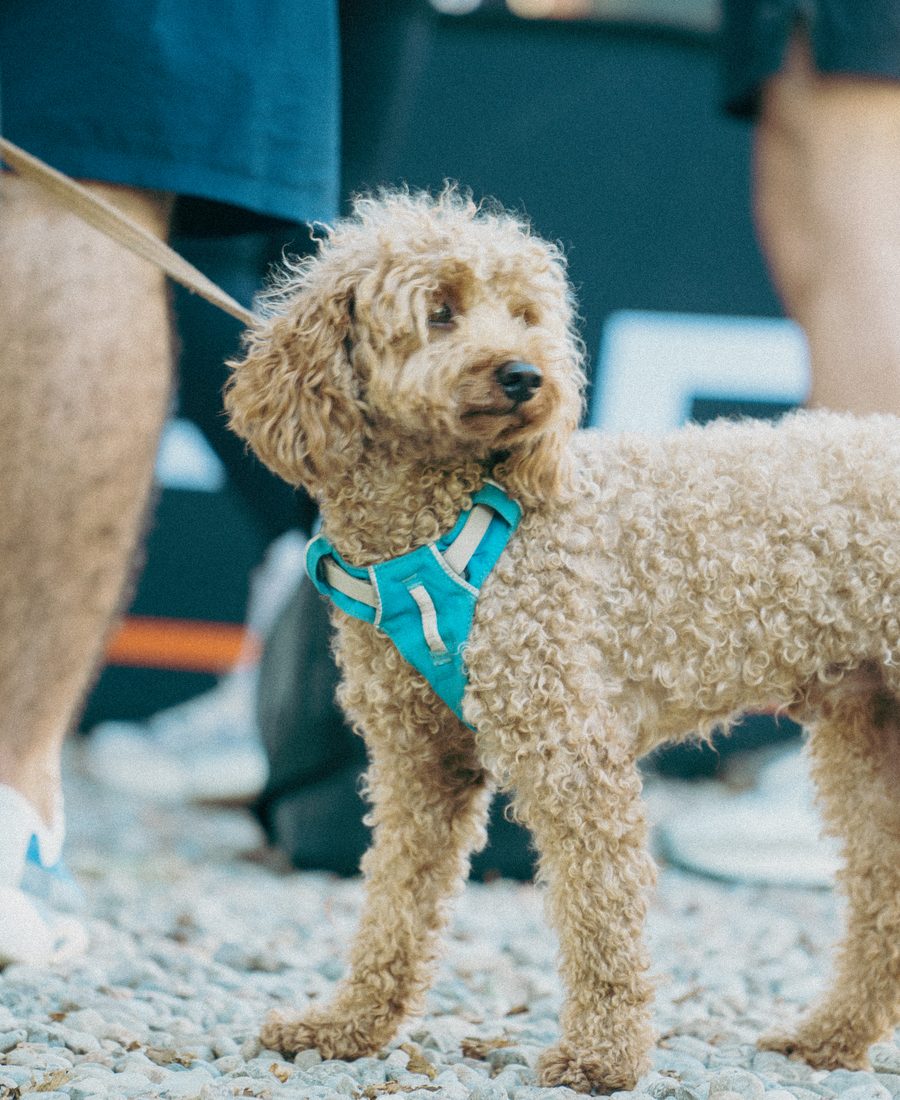 A dog among the guests at the venue